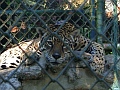 Jaguar Paramaribo Zoo
